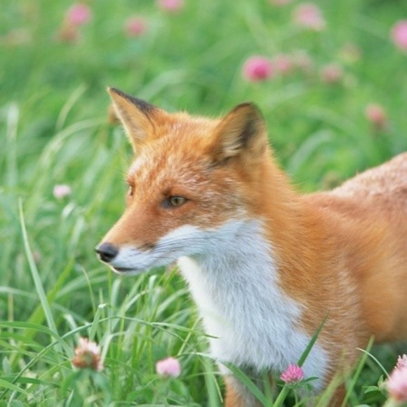 Meet your Posher, Kevin - Picture 1 of 1